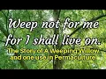 Download Lagu Weeping Willow and one of its uses in Permaculture - The story of this tree.