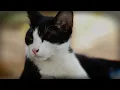Download Lagu Montaghed official music video