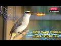 Download Lagu TRUCUKAN GACOR SUPER PANJANG pancingan trucukan bahan auto gacor