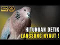 Download Lagu SUARA BURUNG TEKUKUR GACOR DOR 100% PALING AMPUH UNTUK PIKAT DERKUKU TEKUKUR DERUK LIAR