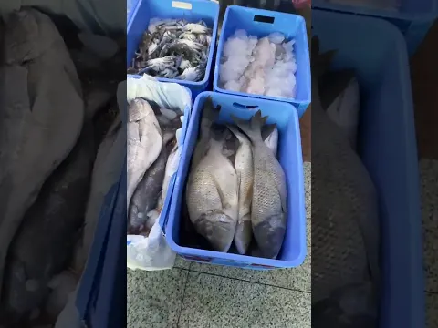 Ikan Murah Murah Di kakiyah Mekkah yuk merapat!