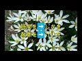 Download Lagu 花を飼う❓きこさんの日本語はオカシイ