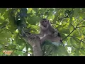Download Lagu Dad caught Monkey Kaka having fun climbing a tree. MP3