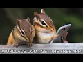 Wordlace Chipmunks