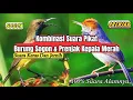 Lagu Kombiasi Suara Prenjak Kepala Merah Dan Sogon || Suara Keras || Asli Suara Alam