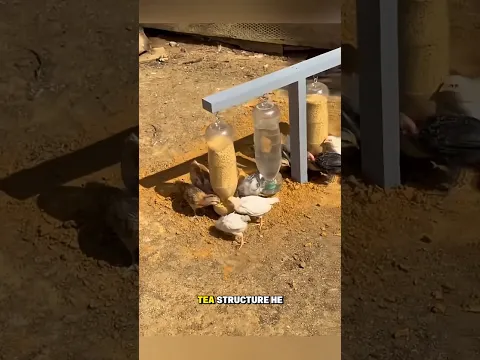 The $0 Chicken Feeder Hack That Actually Works 🐔