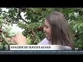 Download Lagu Familia Valac din Codreanca a investit banii acasă - într-o livadă cu cireși, vișini, pruni și caiși