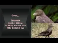 Download Lagu Suara Burung Paling Seram Malam Hari #suaraburung #malam #youtube