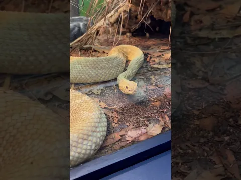 Rattlesnake (Cascavel) at Instituto Butantan #butantan #snake