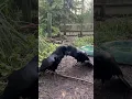 Download Lagu Love Birds 🥹 A courtship display ❤️ #wildlife #wildwoodtrust