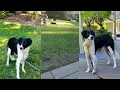 Dane