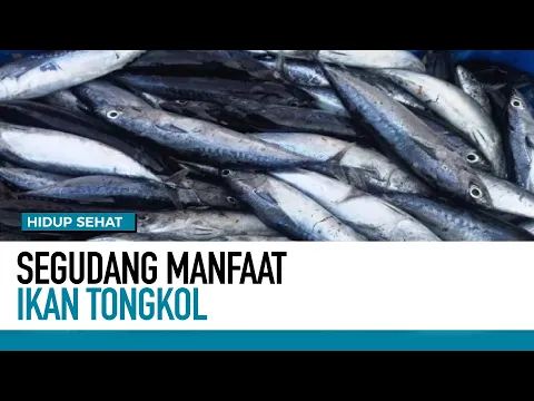 Segudang Manfaat Ikan Tongkol | Hidup Sehat