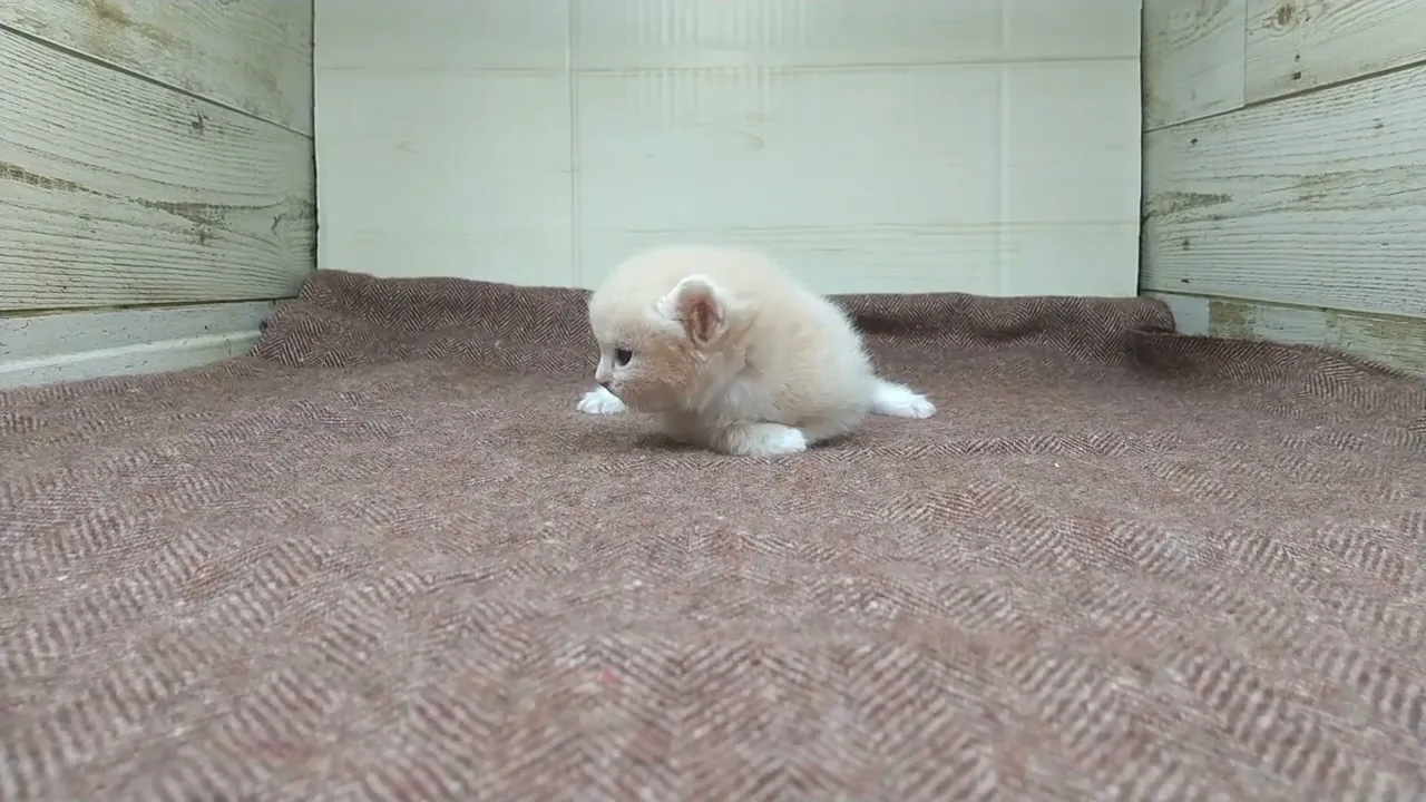 動画