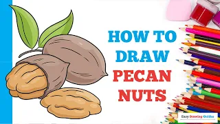How to Draw Pecan Nuts in a Few Easy Steps Drawing Tutorial for Beginner Artists