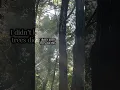 Download Lagu I’d never seen a tree steaming like this before this day. So beautiful.