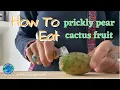 Prickly Pear Cactus How to eat a prickly pear cactus fruit