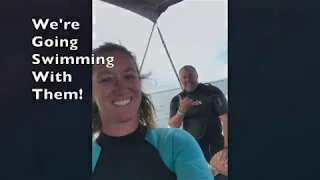 Swimming with Whale Sharks