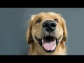 Testimonial Head of the Class Dog Training in Winchester VA