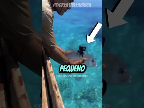 Ele acoplou uma câmera no peixe para investigar o oceano! 🐟📹