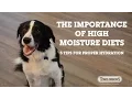 The Importance of Proper Hydration in Pets
