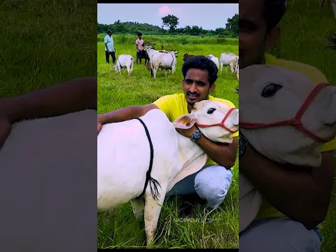Cows Swimming in a 350+ Acre Lake! 🐄🌊 | Nadipathy Cattle #shorts  #cow #youtube #farming #viral
