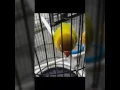 Download Lagu Lovebird \