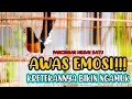 Download Lagu KRETEKAN DAN TEMBAKAN TAJAM MURAI BATU GACOR, PANCINGAN AMPUH RANGSANG EMOSI MURAI BATU CEPAT NGAMUK