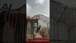 تغريد حسون خلوي مغربي أصيل روعة ما شاء الله 