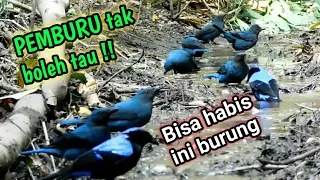 memikat burung cucak biru punai kutilang jambul yg melimpah