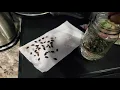 Saving Watermelon Seeds For Future Planting