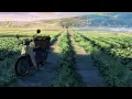 lana del rey - take me home, country roads (slowed and reverb)