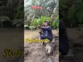 Lagu mancing di kolam perdana yang isinya ikan patin sama bawal.#mancing #ldsfishing #shorts