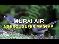Download Lagu SUARA MURAI AIR NGEROL EMANG MANTAP