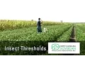 Insect Treatment Thresholds in Soybeans