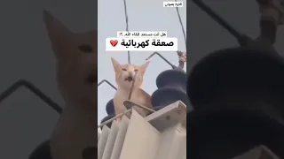 قران كريم القارئ عبدالله علي 
