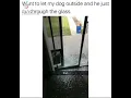 Dog goes through window meme