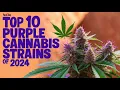 Top 10 Purple Cannabis Strains of 2024