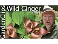 Wild Ginger - Asarum canadense