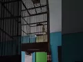 Download Lagu SUARA BURUNG SIRTU gacor, cocok buat pikat