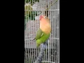 Download Lagu #viral Lovebird paud belajar ngekek