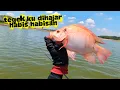 Lagu SIAPA BILANG NILA BABON MERAH G PUNYA TENAGA INI BUKTINYA