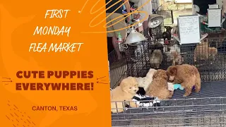 First Monday Flea Market Canton Texas Dogs Section Cute Puppies Everywhere