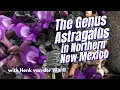 The Genus Astragalus in Northern New Mexico with Henk van der Werff P July 1 2026