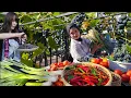 Download Lagu Panen Bawang Prei,Anggur Yang Terakhir, Cabe ,Tiba Tiba Di Bantu Carissa .Halaman Berkah Melimpah.