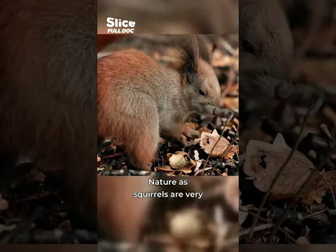 This Squirrel Buries Thousands of Nuts to Survive Winter