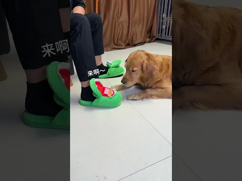 Dog: So this is what it feels like to lose face ... 😢😢😢 #dog #goldenretriever #pets #funny #cute