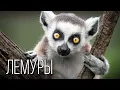 Lagu Лемуры: Эндемики Мадагаскара | Интересные факты про лемуров