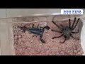 Download Lagu Bird spider Vs Emperor scorpion // 捕鸟蛛大战帝王蝎