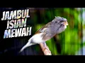 Download Lagu KENARI JAMBUL ISIAN MEWAH - MASTERAN KENARI ISIAN BLACKTHROAT GACOR SUARA JERNIH PALING DICARI
