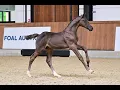 DALI VD MEIBOOM Z Diaron Chacco Blue Foal Auction 111